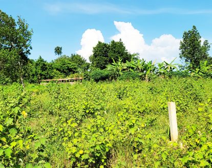 Affordable Estate Plots for Sale in Kiwenda – Nazareth