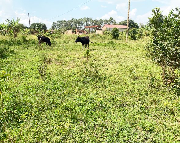 Plots for sale in Bugema, Gayaza – UGX 30M