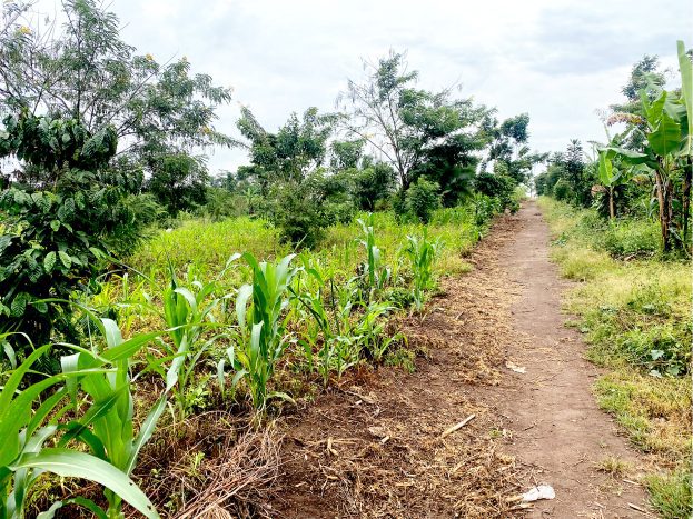 land for sale in ssemuto