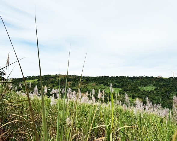 50 Acres for Sale in Nangunga, Gamba